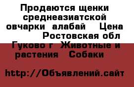 Продаются щенки среднеазиатской овчарки (алабай) › Цена ­ 15 000 - Ростовская обл., Гуково г. Животные и растения » Собаки   
